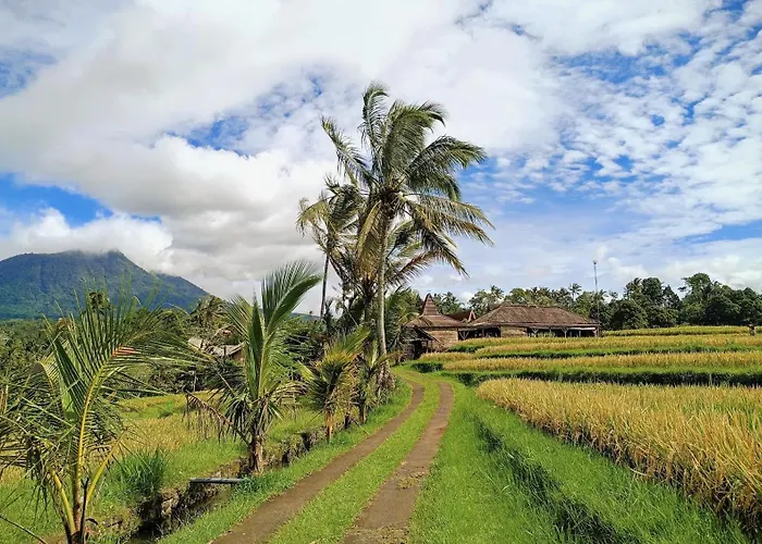 Villa Dedari Rice Fields